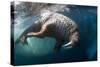 Underwater View of Walrus, Hudson Bay, Nunavut, Canada-Paul Souders-Stretched Canvas