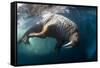 Underwater View of Walrus, Hudson Bay, Nunavut, Canada-Paul Souders-Framed Stretched Canvas