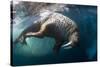 Underwater View of Walrus, Hudson Bay, Nunavut, Canada-Paul Souders-Stretched Canvas