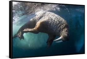 Underwater View of Walrus, Hudson Bay, Nunavut, Canada-Paul Souders-Framed Stretched Canvas