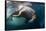 Underwater View of Walrus, Hudson Bay, Nunavut, Canada-Paul Souders-Framed Stretched Canvas