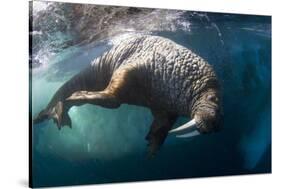 Underwater View of Walrus, Hudson Bay, Nunavut, Canada-Paul Souders-Stretched Canvas