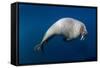 Underwater View of Walrus, Hudson Bay, Nunavut, Canada-Paul Souders-Framed Stretched Canvas