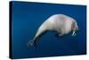 Underwater View of Walrus, Hudson Bay, Nunavut, Canada-Paul Souders-Stretched Canvas