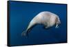 Underwater View of Walrus, Hudson Bay, Nunavut, Canada-Paul Souders-Framed Stretched Canvas