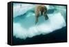 Underwater View of Walrus, Hudson Bay, Nunavut, Canada-Paul Souders-Framed Stretched Canvas