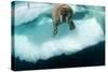 Underwater View of Walrus, Hudson Bay, Nunavut, Canada-Paul Souders-Stretched Canvas