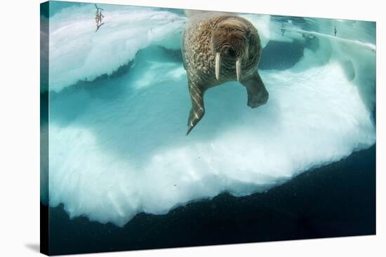 Underwater View of Walrus, Hudson Bay, Nunavut, Canada-Paul Souders-Stretched Canvas