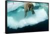 Underwater View of Walrus, Hudson Bay, Nunavut, Canada-Paul Souders-Framed Stretched Canvas