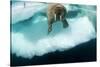 Underwater View of Walrus, Hudson Bay, Nunavut, Canada-Paul Souders-Stretched Canvas