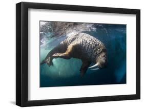 Underwater View of Walrus, Hudson Bay, Nunavut, Canada-Paul Souders-Framed Premium Photographic Print