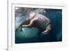 Underwater View of Walrus, Hudson Bay, Nunavut, Canada-Paul Souders-Framed Photographic Print