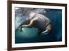 Underwater View of Walrus, Hudson Bay, Nunavut, Canada-Paul Souders-Framed Photographic Print