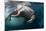 Underwater View of Walrus, Hudson Bay, Nunavut, Canada-Paul Souders-Mounted Photographic Print