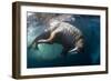 Underwater View of Walrus, Hudson Bay, Nunavut, Canada-Paul Souders-Framed Photographic Print