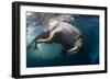 Underwater View of Walrus, Hudson Bay, Nunavut, Canada-Paul Souders-Framed Photographic Print