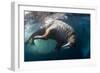 Underwater View of Walrus, Hudson Bay, Nunavut, Canada-Paul Souders-Framed Photographic Print