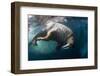 Underwater View of Walrus, Hudson Bay, Nunavut, Canada-Paul Souders-Framed Photographic Print