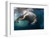 Underwater View of Walrus, Hudson Bay, Nunavut, Canada-Paul Souders-Framed Photographic Print