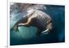 Underwater View of Walrus, Hudson Bay, Nunavut, Canada-Paul Souders-Framed Photographic Print