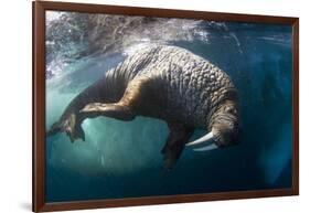 Underwater View of Walrus, Hudson Bay, Nunavut, Canada-Paul Souders-Framed Photographic Print