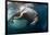 Underwater View of Walrus, Hudson Bay, Nunavut, Canada-Paul Souders-Framed Photographic Print