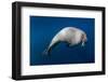 Underwater View of Walrus, Hudson Bay, Nunavut, Canada-Paul Souders-Framed Photographic Print