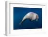 Underwater View of Walrus, Hudson Bay, Nunavut, Canada-Paul Souders-Framed Photographic Print