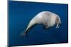 Underwater View of Walrus, Hudson Bay, Nunavut, Canada-Paul Souders-Mounted Photographic Print