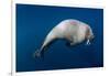 Underwater View of Walrus, Hudson Bay, Nunavut, Canada-Paul Souders-Framed Photographic Print