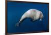 Underwater View of Walrus, Hudson Bay, Nunavut, Canada-Paul Souders-Framed Photographic Print