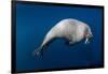 Underwater View of Walrus, Hudson Bay, Nunavut, Canada-Paul Souders-Framed Photographic Print