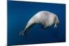 Underwater View of Walrus, Hudson Bay, Nunavut, Canada-Paul Souders-Mounted Photographic Print