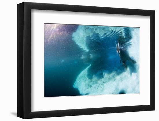 Underwater View of Walrus, Hudson Bay, Nunavut, Canada-Paul Souders-Framed Photographic Print