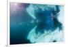 Underwater View of Walrus, Hudson Bay, Nunavut, Canada-Paul Souders-Framed Photographic Print