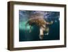 Underwater View of Walrus, Hudson Bay, Nunavut, Canada-Paul Souders-Framed Photographic Print