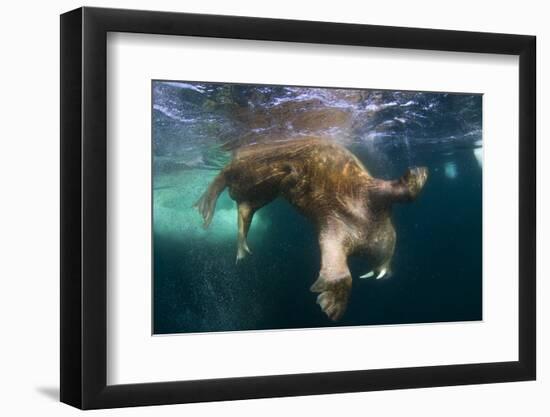 Underwater View of Walrus, Hudson Bay, Nunavut, Canada-Paul Souders-Framed Photographic Print