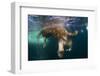 Underwater View of Walrus, Hudson Bay, Nunavut, Canada-Paul Souders-Framed Photographic Print