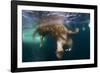 Underwater View of Walrus, Hudson Bay, Nunavut, Canada-Paul Souders-Framed Photographic Print