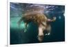 Underwater View of Walrus, Hudson Bay, Nunavut, Canada-Paul Souders-Framed Photographic Print