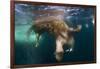 Underwater View of Walrus, Hudson Bay, Nunavut, Canada-Paul Souders-Framed Photographic Print