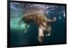 Underwater View of Walrus, Hudson Bay, Nunavut, Canada-Paul Souders-Framed Photographic Print