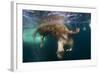 Underwater View of Walrus, Hudson Bay, Nunavut, Canada-Paul Souders-Framed Photographic Print