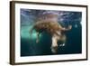 Underwater View of Walrus, Hudson Bay, Nunavut, Canada-Paul Souders-Framed Photographic Print