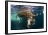 Underwater View of Walrus, Hudson Bay, Nunavut, Canada-Paul Souders-Framed Photographic Print