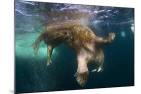 Underwater View of Walrus, Hudson Bay, Nunavut, Canada-Paul Souders-Mounted Photographic Print