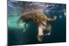 Underwater View of Walrus, Hudson Bay, Nunavut, Canada-Paul Souders-Mounted Photographic Print