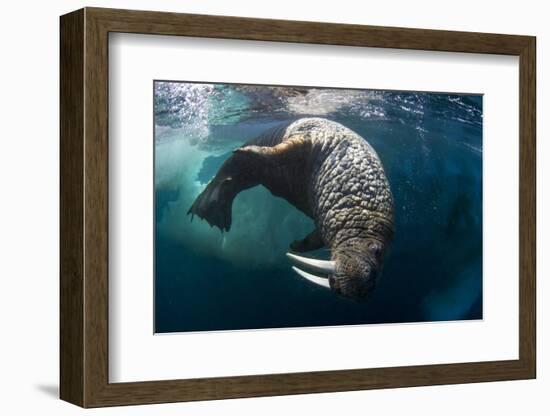 Underwater View of Walrus, Hudson Bay, Nunavut, Canada-Paul Souders-Framed Photographic Print