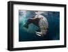 Underwater View of Walrus, Hudson Bay, Nunavut, Canada-Paul Souders-Framed Photographic Print