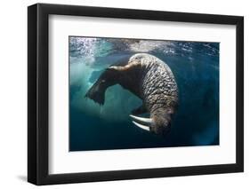 Underwater View of Walrus, Hudson Bay, Nunavut, Canada-Paul Souders-Framed Photographic Print